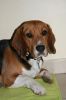 beagle_boom_r.jpg