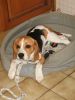 beagle_coffee_r.jpg