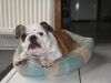 bulldog_anglais_chicco_r.jpg