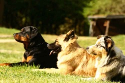 rottweiller, eurasier, berger australien